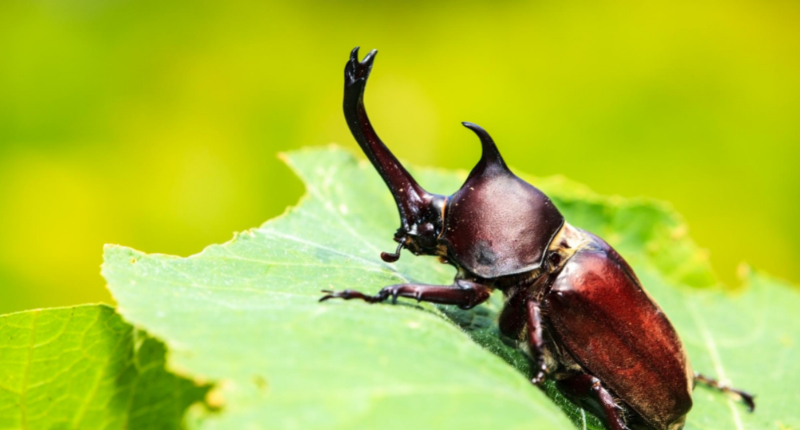 syndrome du scarabée